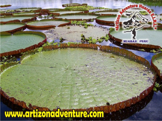 Amazonas Iquitos - Loreto